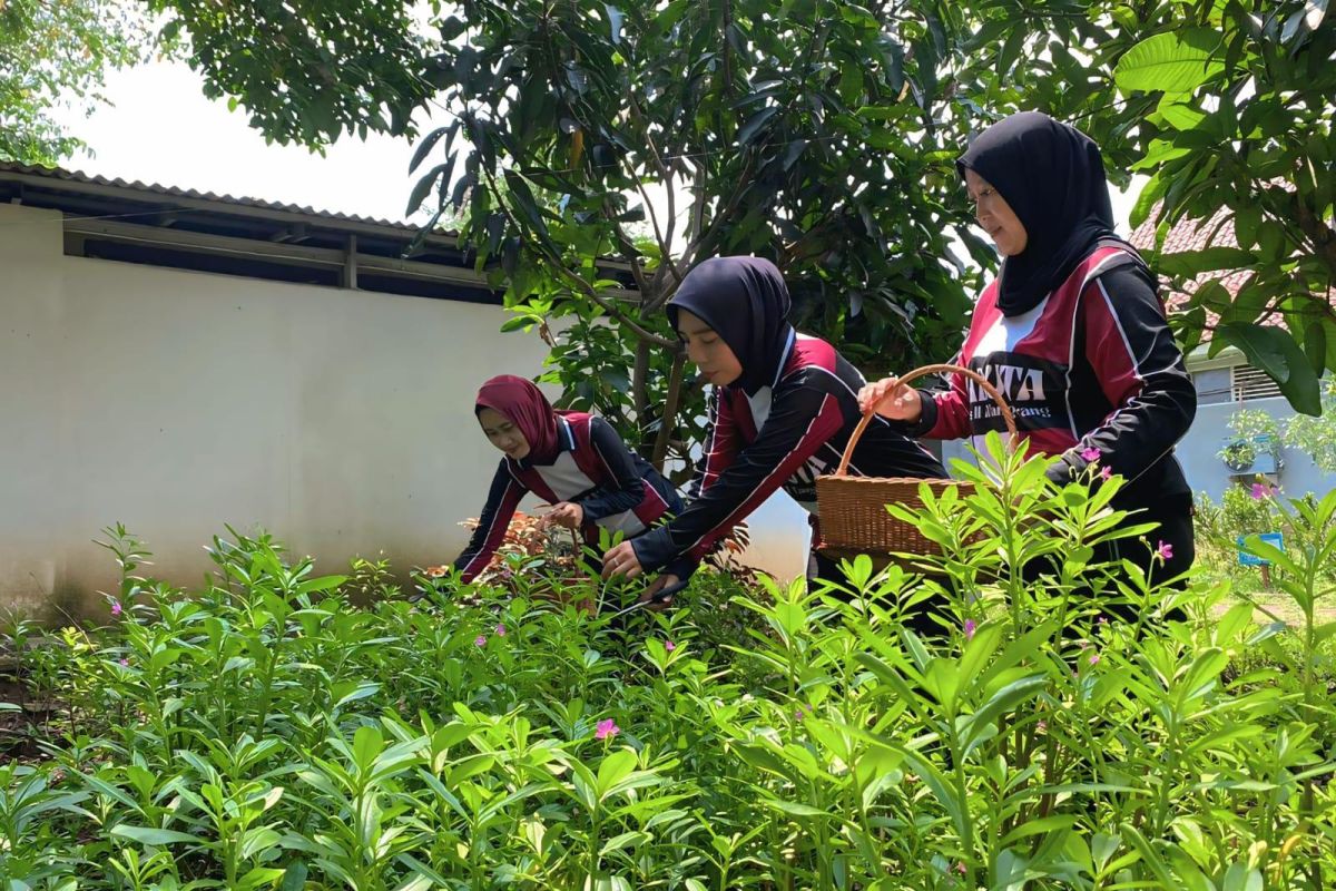 Dukung ketahanan pangan, warga binaan Lapas Tangerang budidaya ginseng