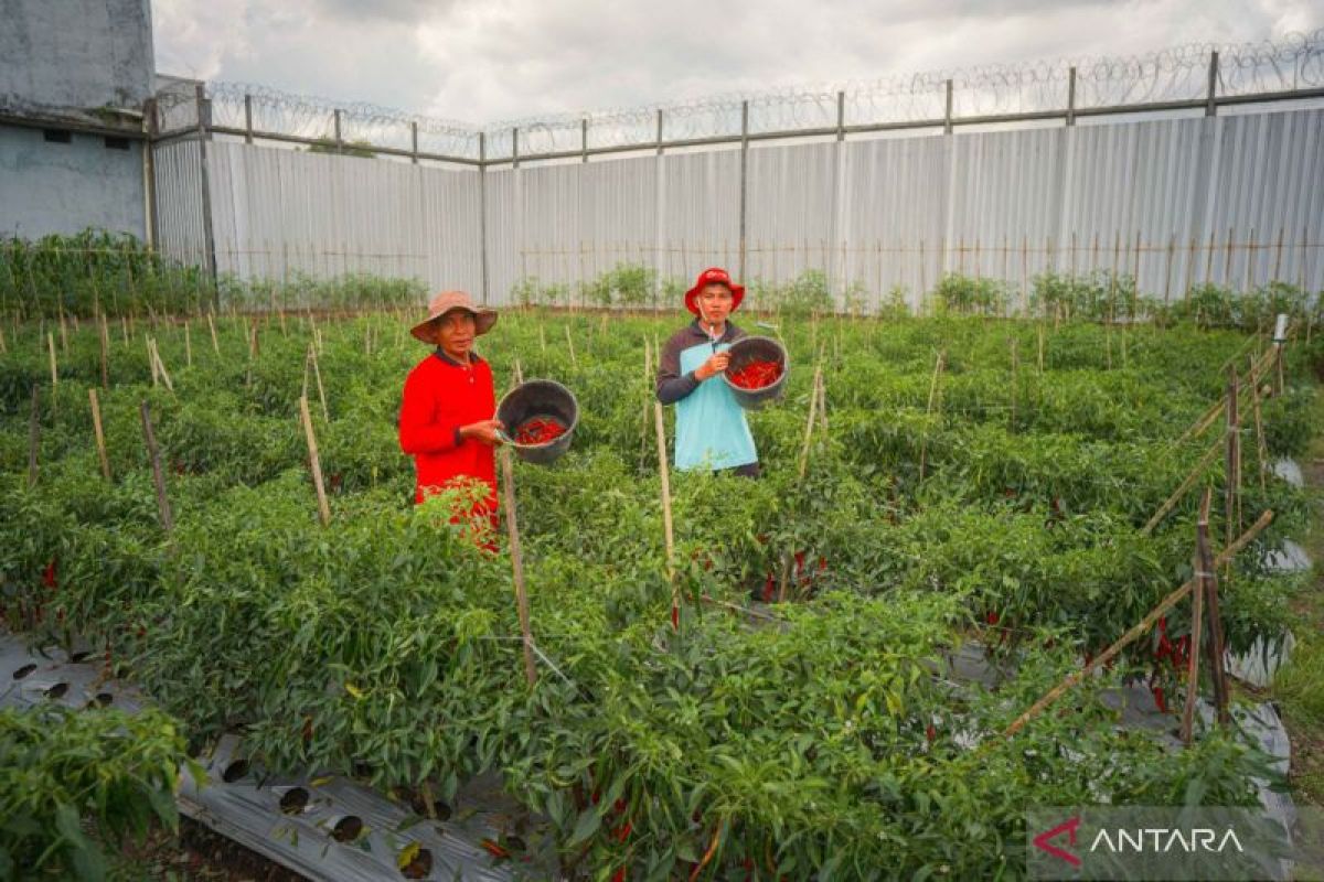 Lapas Lombok Barat panen 572 kilogram cabai merah hasil bertani warga binaan