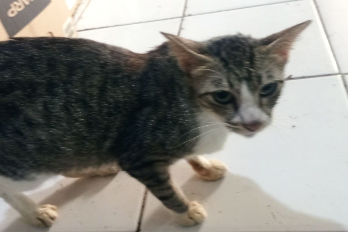 Dalam 14 tahun terakhir, Kabupaten Lebak terbebas dari rabies