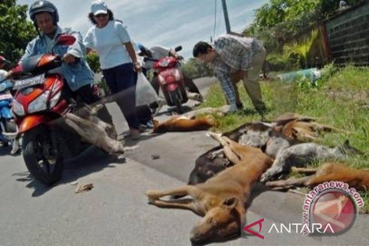 Babel eliminasi anjing liar di kawasan Bandara Depati Amir