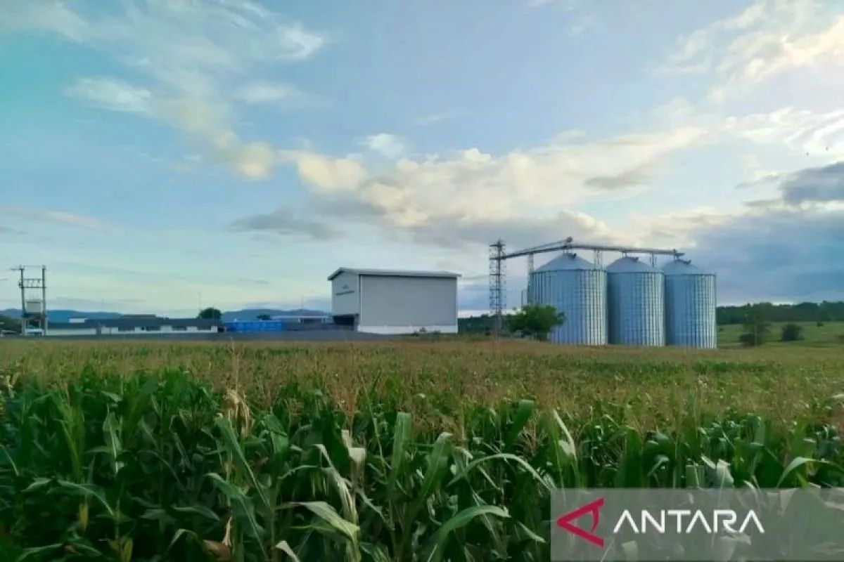 Gudang jagung, harapan baru dari tanah timur