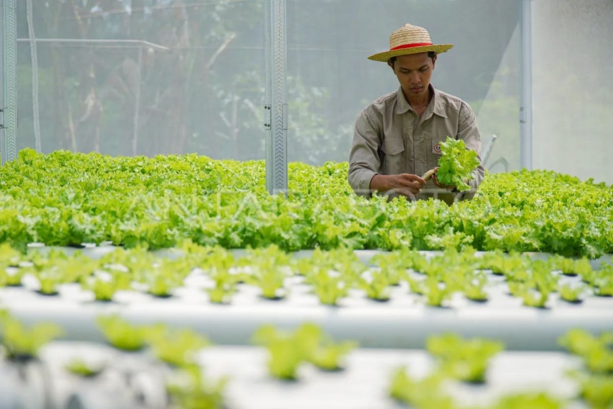 More young farmers earn high incomes with tech-driven agriculture