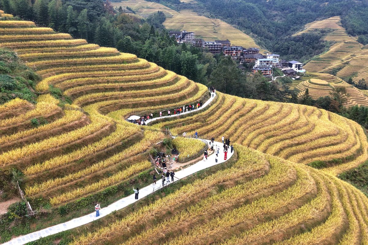 Menikmati Pesona Sawah Terasering Longji di China Selatan