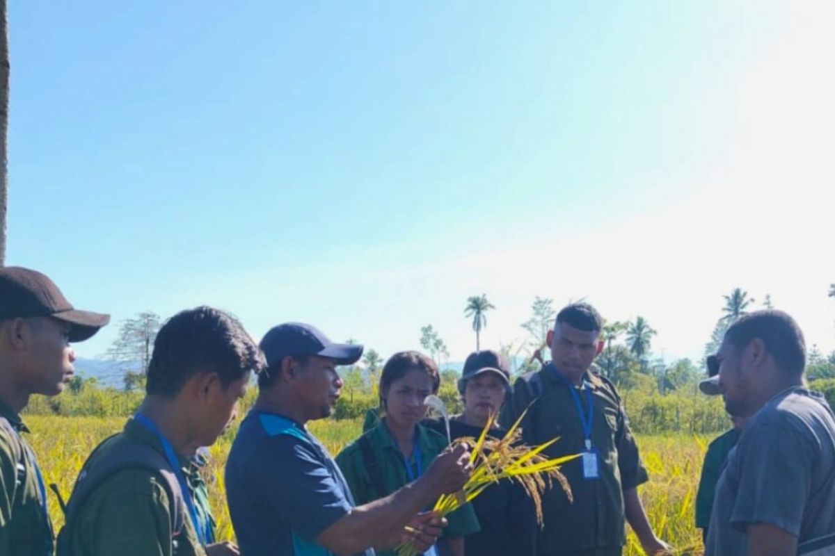 BRMP: IP2MP Makariki jadi wahana strategis perbenihan padi di Malteng
