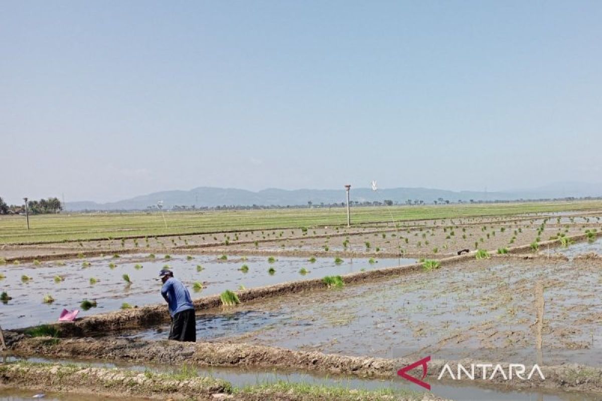Petani Cilacap apresiasi penurunan harga pupuk subsidi