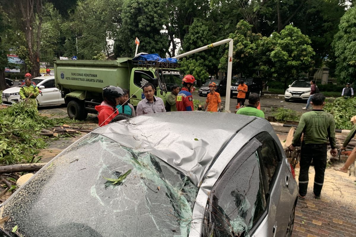 Mobil kontraktor tertimpa pohon di halaman Kantor Wali Kota Jakut