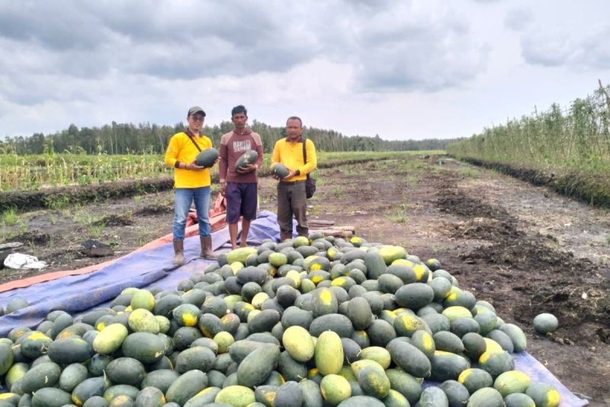 PT Bumi Andalas Permai dorong petani di OKI kelola lahan ramah lingkungan