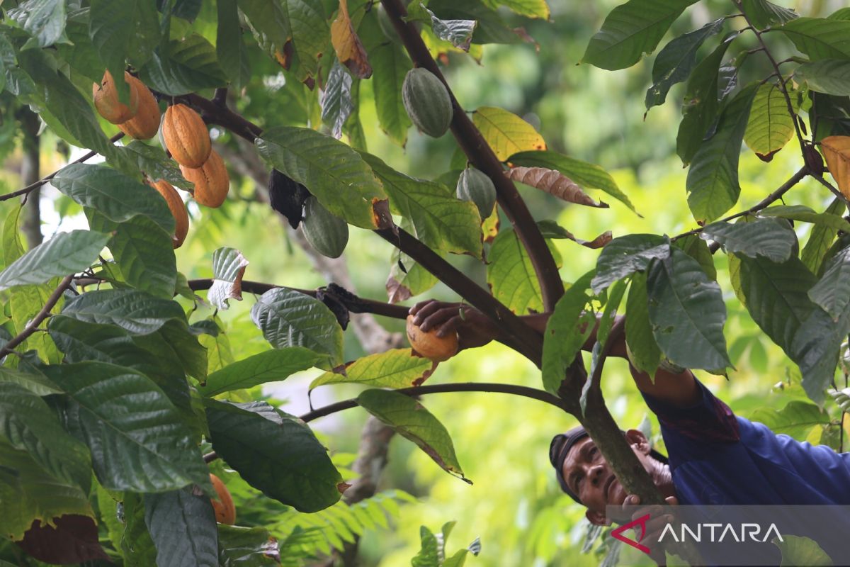 Kemendag: Suplai naik, harga biji kakao turun 14,5 persen