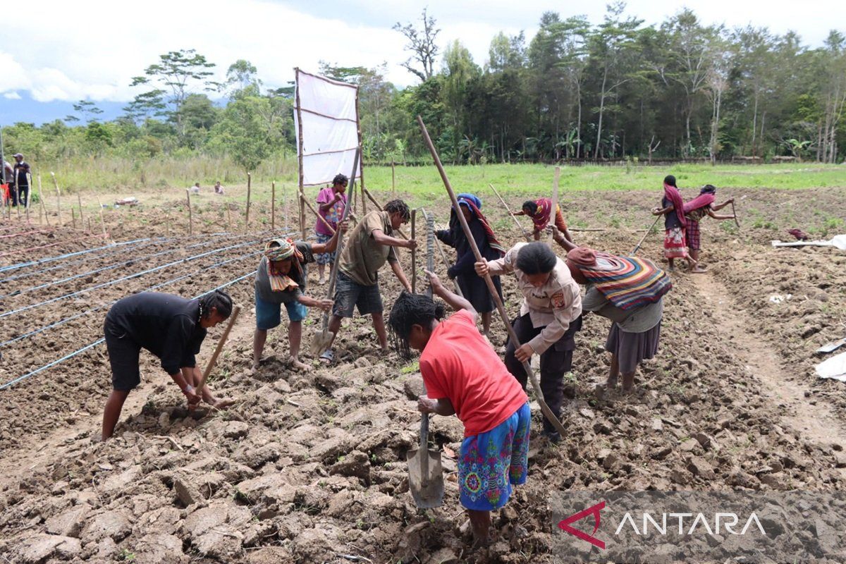 Polres Jayawijaya perkuat program nasional swasembada pangan Distrik Hubikosi