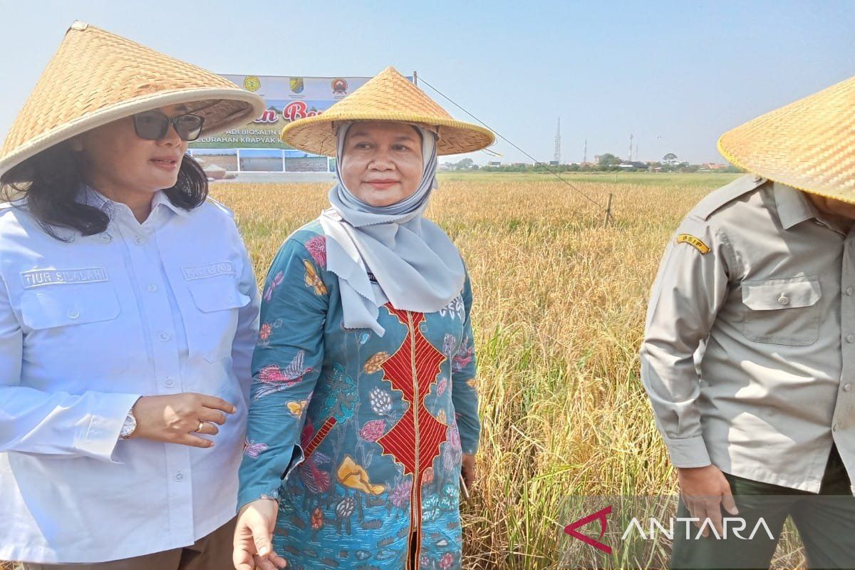 Pemkot Pekalongan pastikan pupuk bersubsidi aman untuk musim tanam