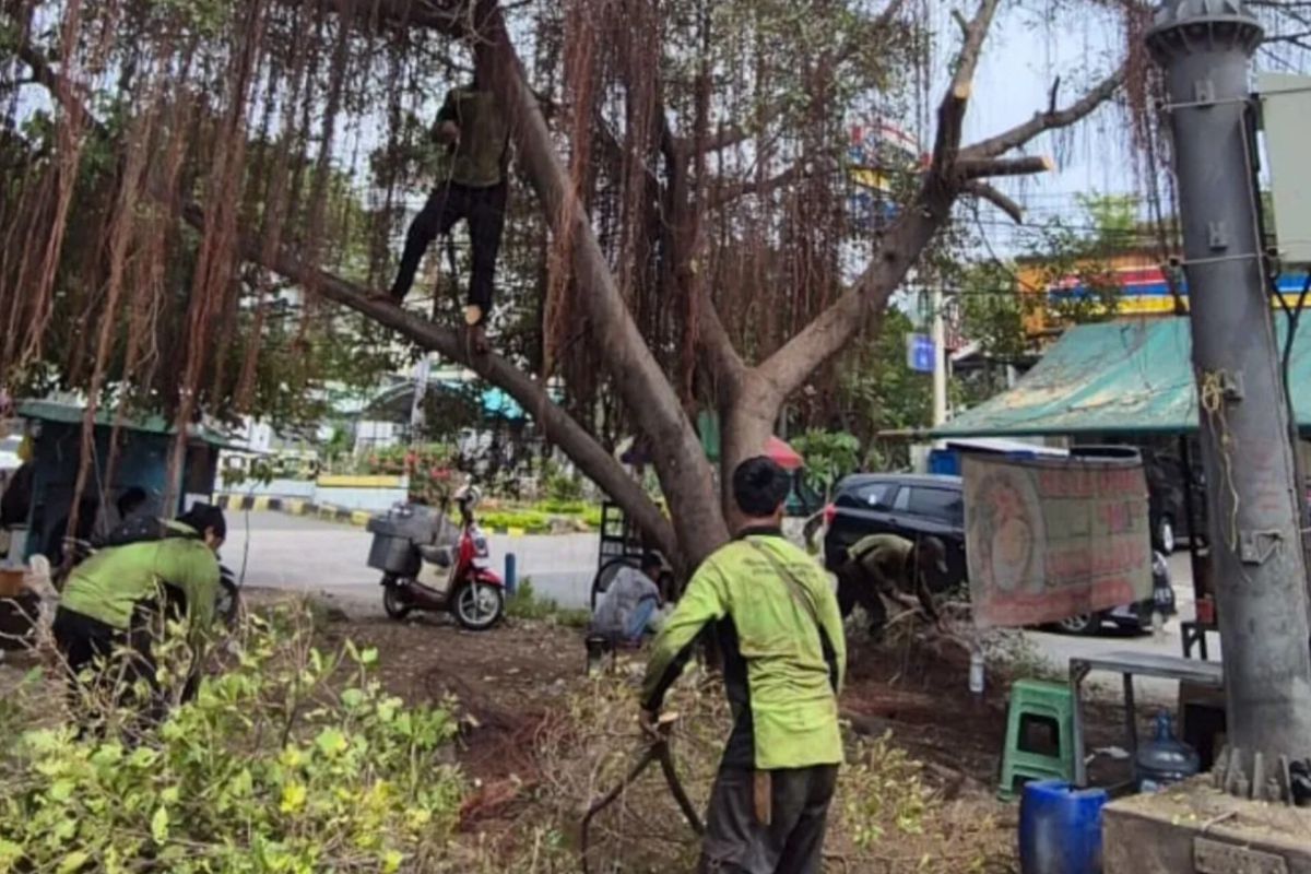 Musim hujan, warga perlu tingkatkan kewaspadaan potensi pohon tumbang