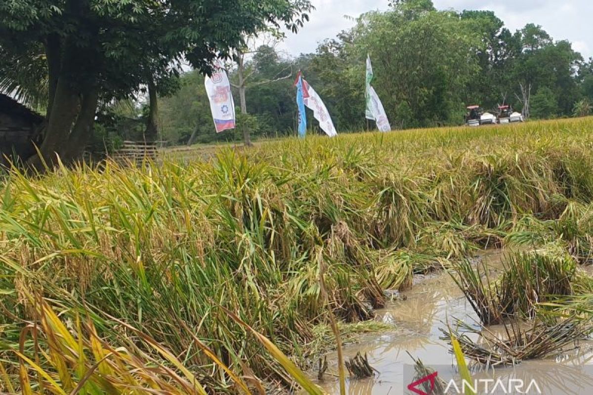 Sumsel berdayakan Brigade Pangan tingkatkan produksi padi