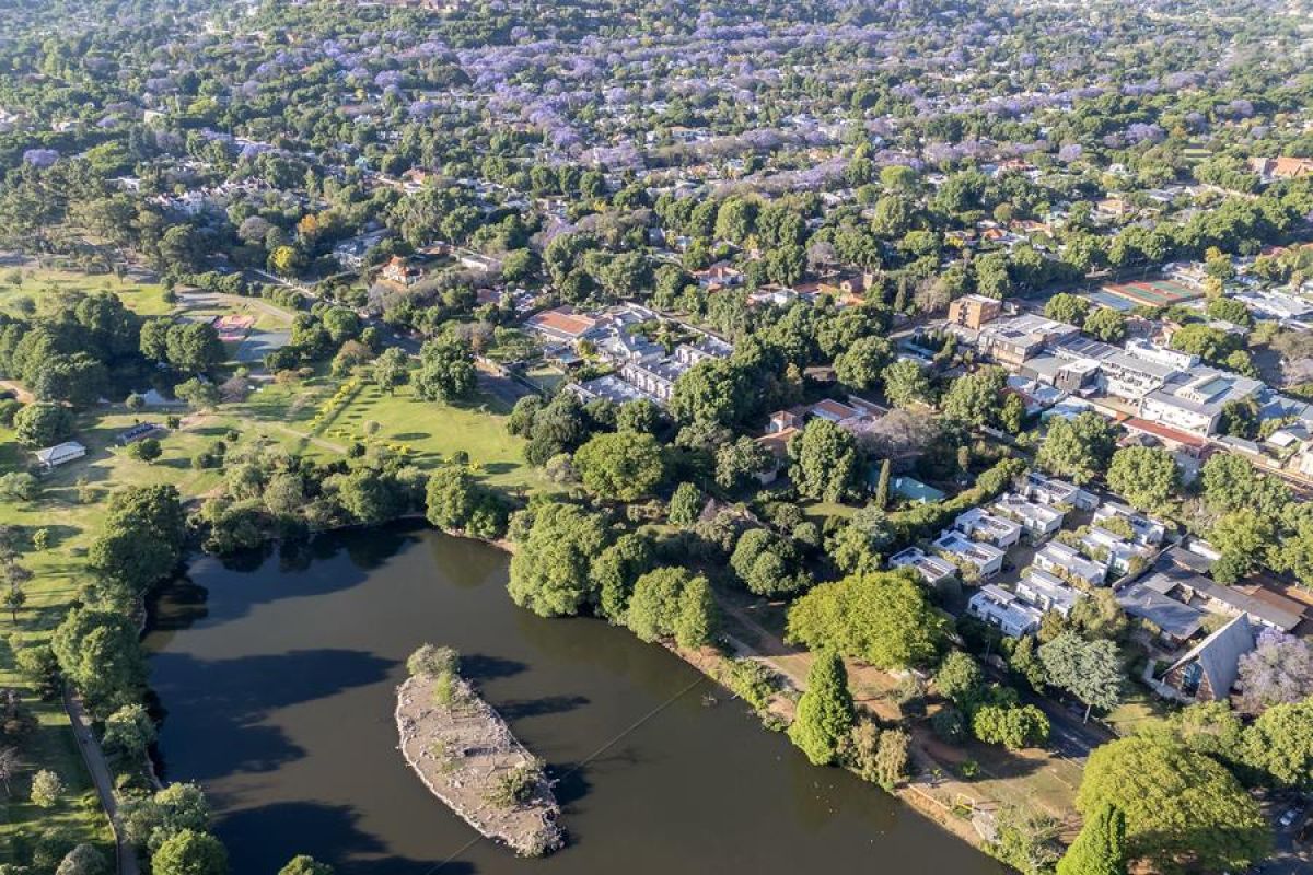 Menikmati Pemandangan Pohon Jacaranda yang Bermekaran di Johannesburg