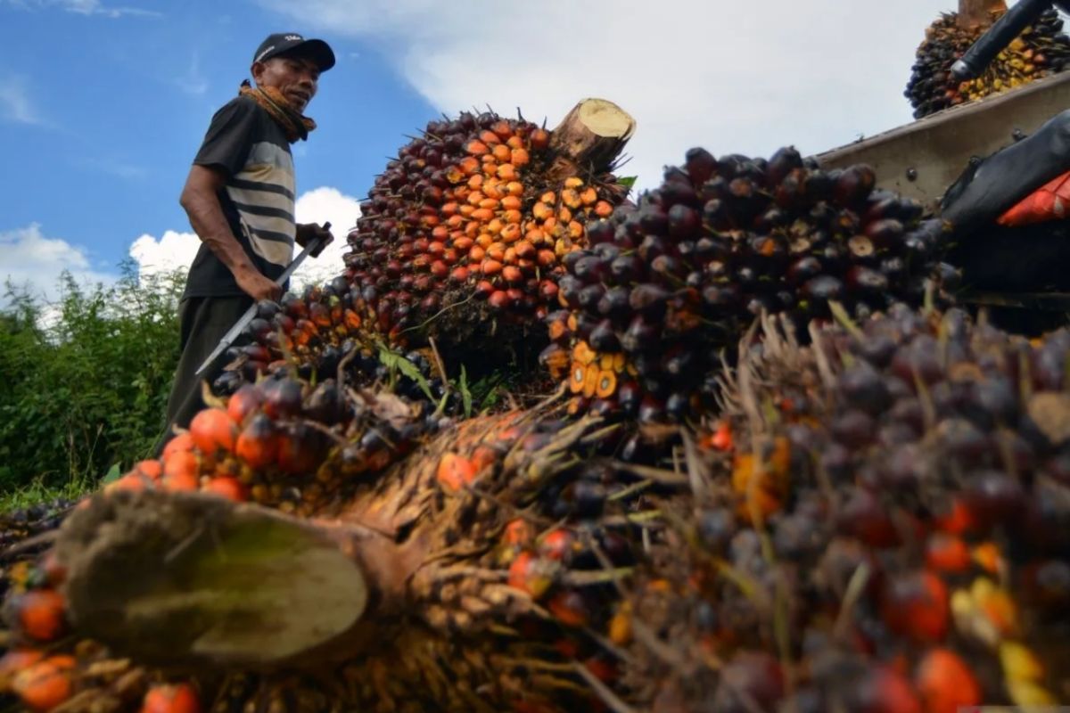 Harga TBS kelapa sawit di Riau turun jadi Rp3.626,91 per kg