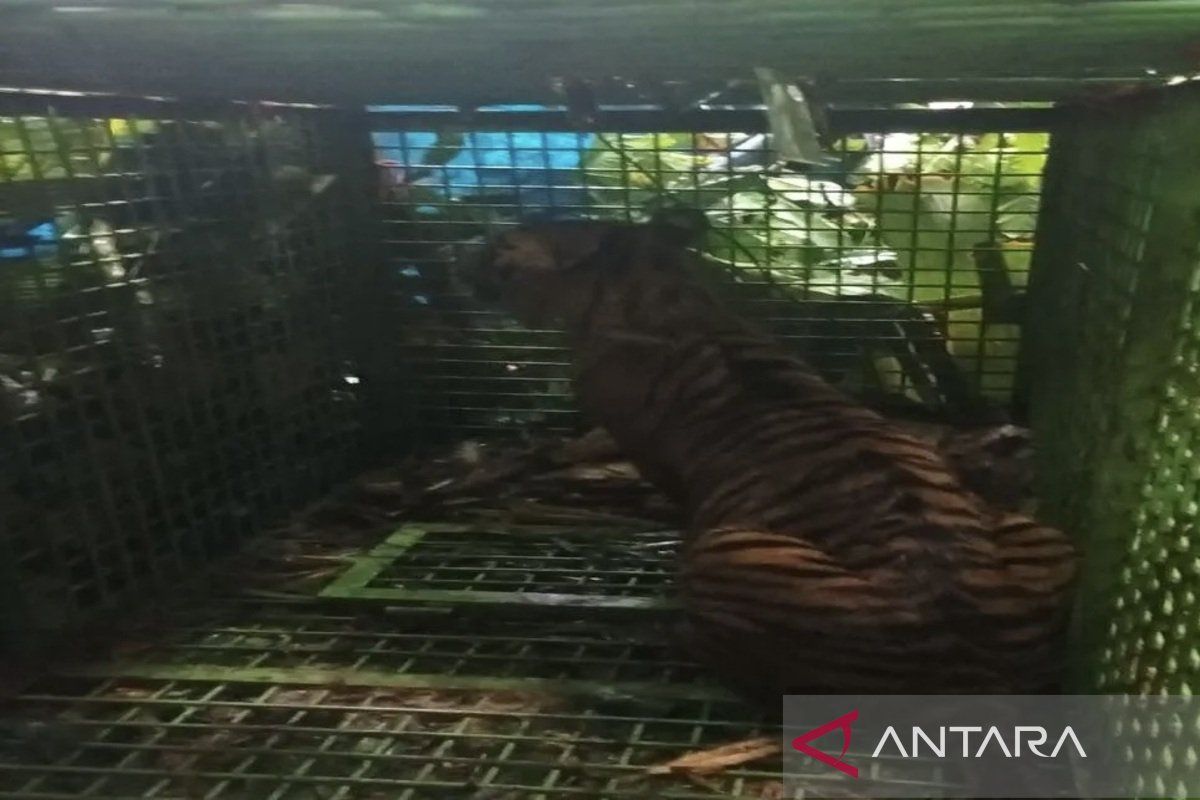 Harimau sumatra masuk kandang jebak di Batu Brak Lampung Barat
