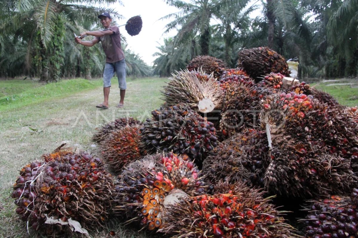 Gapki: Produksi CPO tumbuh 13 persen, capai 35,65 juta ton per Agustus