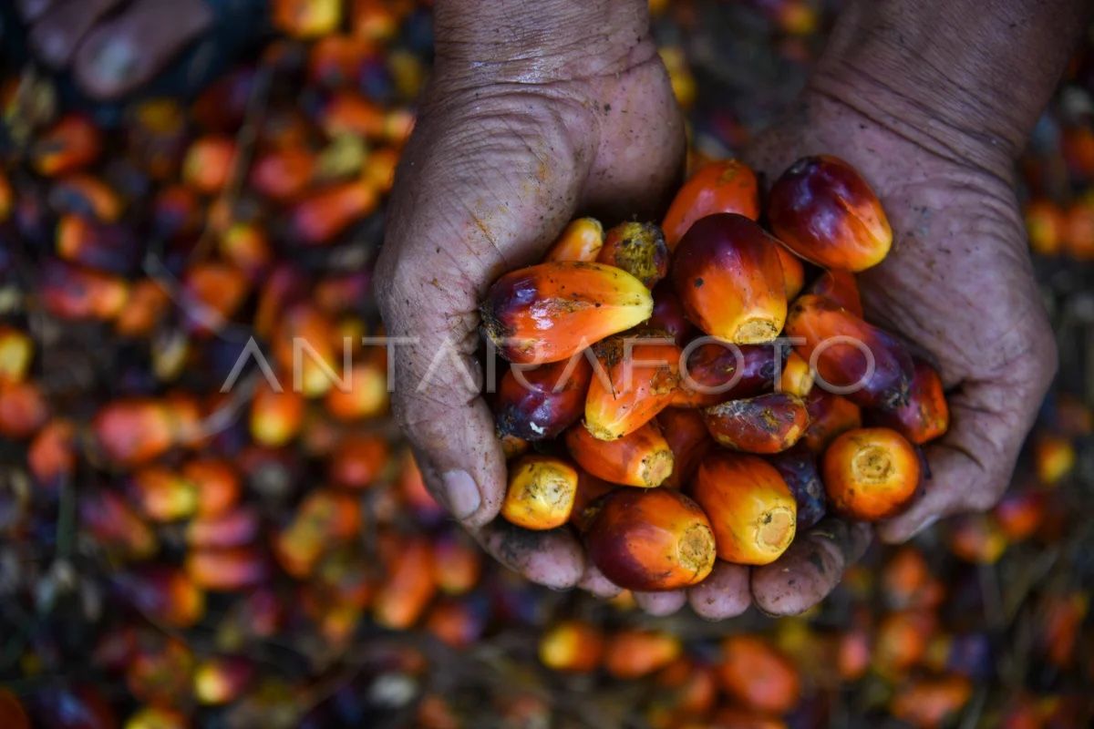 Gapki sebut penerapan B50 berpotensi naikkan harga CPO