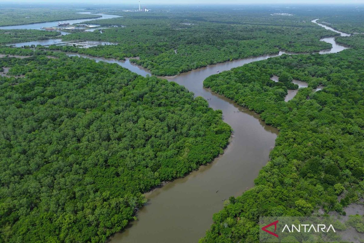 Kemenhut lakukan penanaman 20,8 juta batang mangrove lewat M4CR