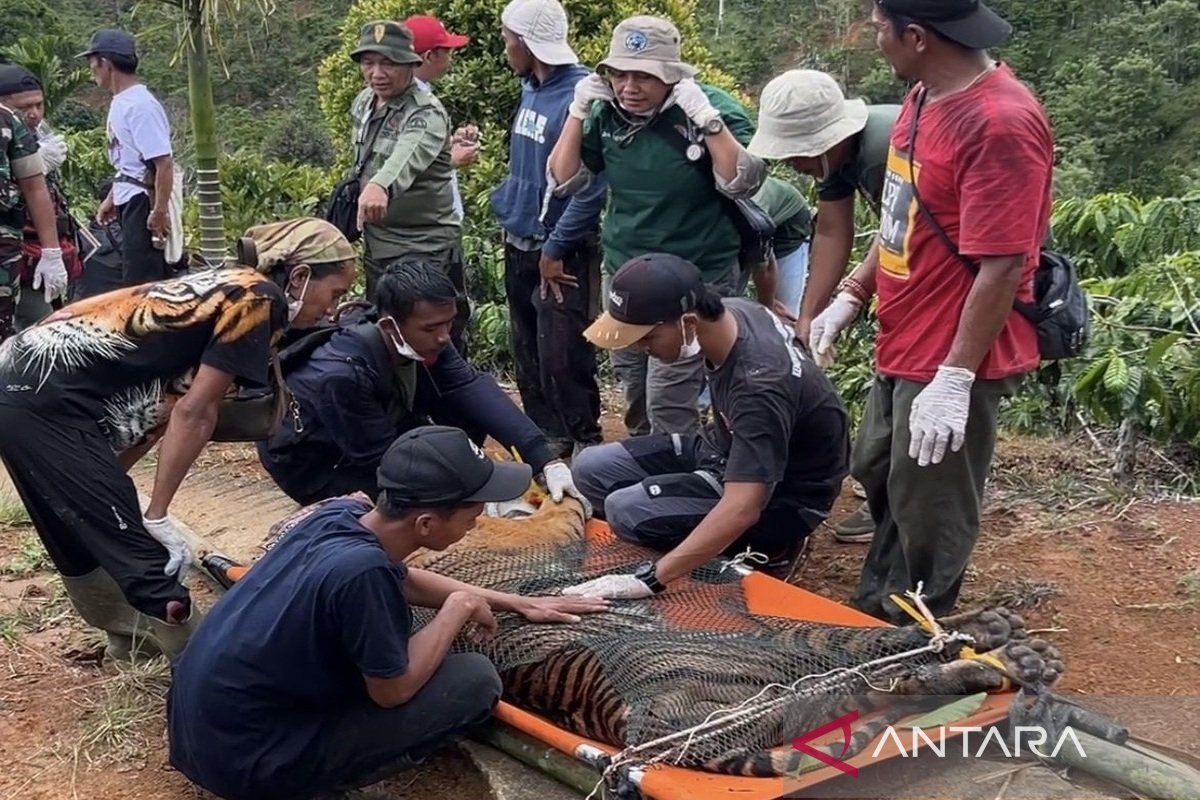 Petugas evakuasi harimau yang terjebak di Lampung Barat