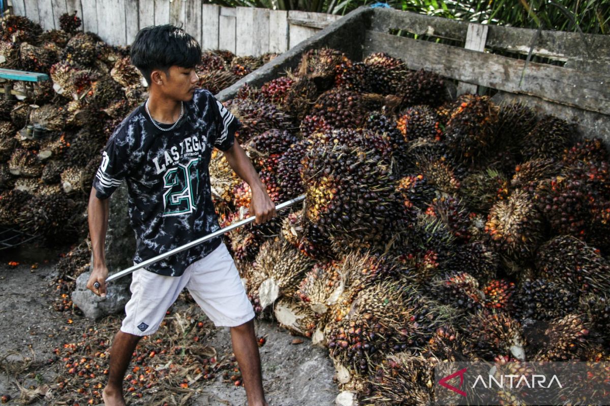 Harga TBS periode IV 22-30 November 2025 di Sumbar Rp3.457,94 per kilogram