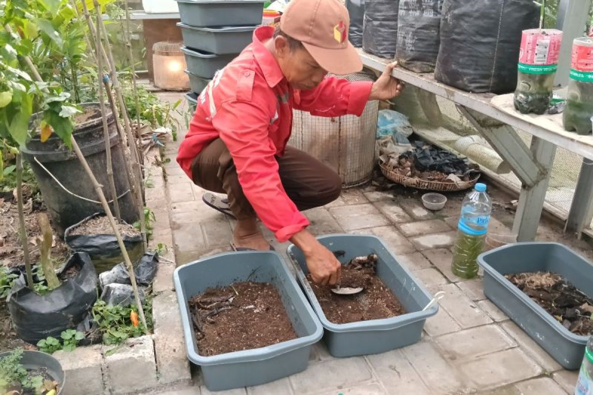 Maggot Si Belatung Pendukung Ketahanan Pangan Mandiri Berbasis Pekarangan