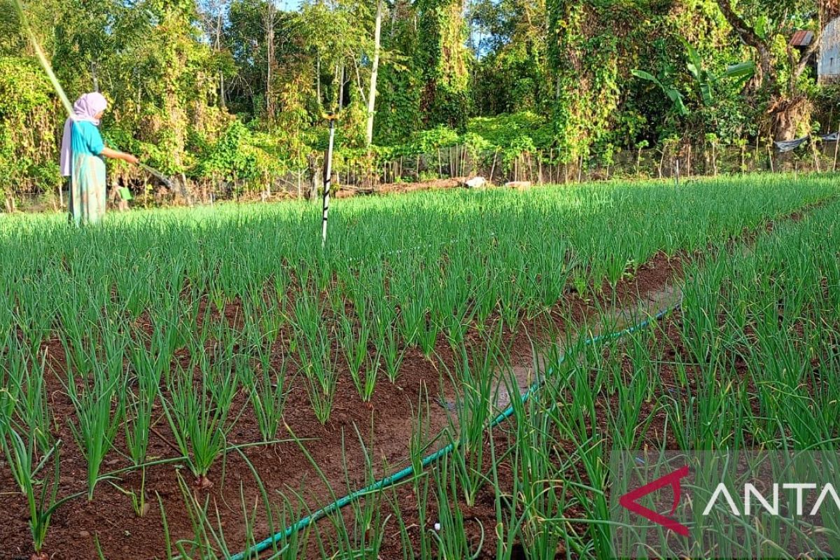 Jejak literasi keuangan dari pegunungan hingga kepulauan di wilayah Sulsel