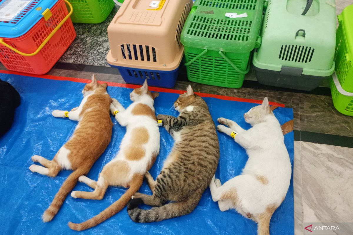 Sudin KPKP Jaktim sterilkan ribuan ekor kucing hingga September 2025