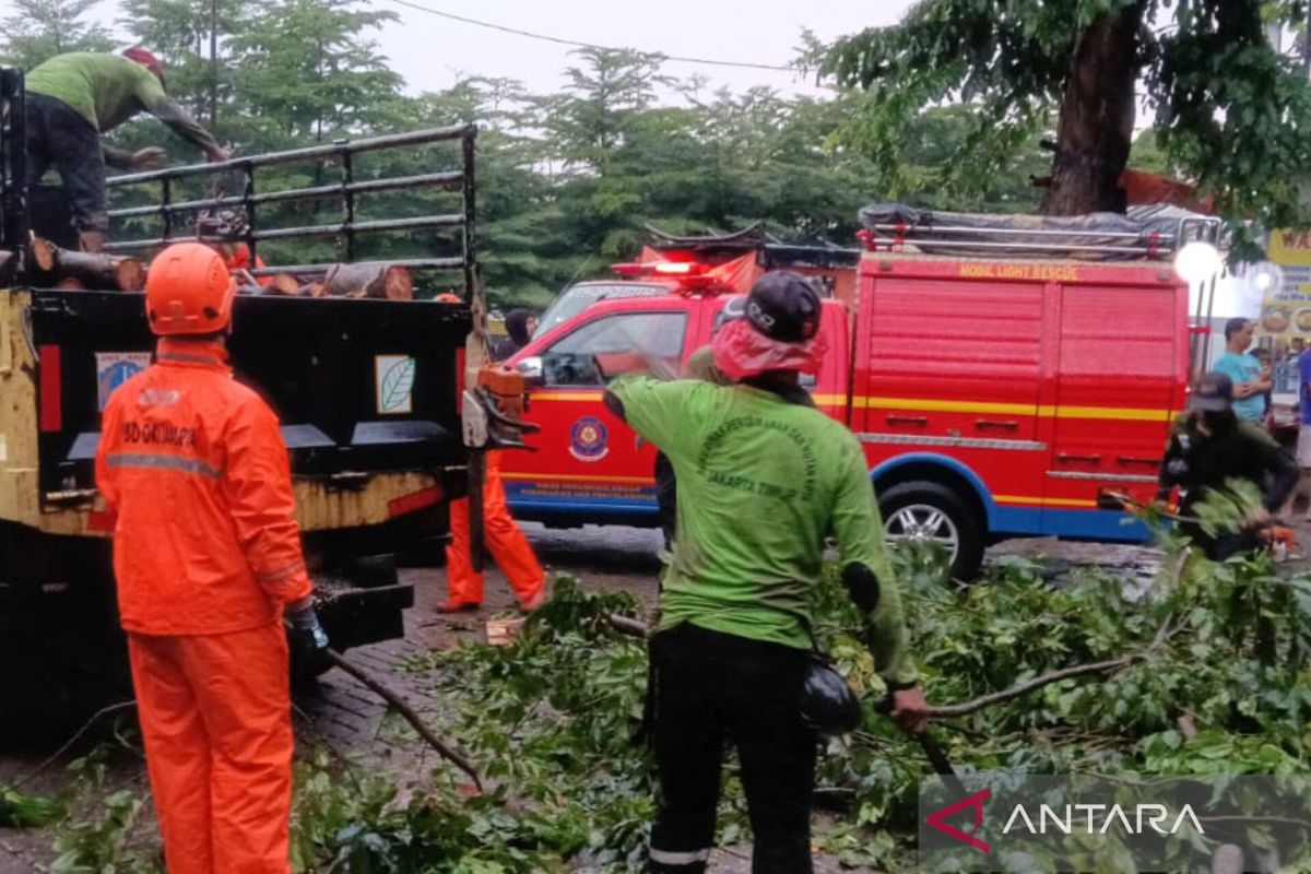 Pohon beringin 10 meter tumbang timpa bangunan dan mobil di Jaktim