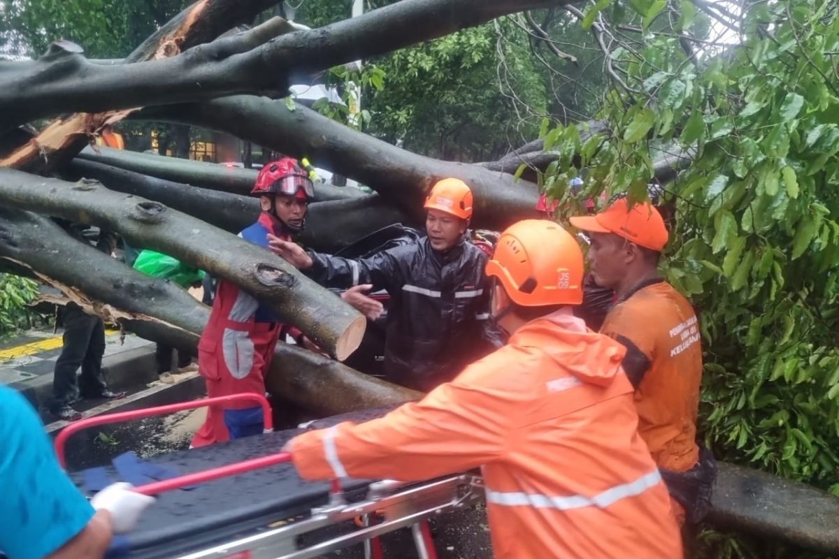 Seorang pengendara tewas akibat pohon tumbang di Jaksel