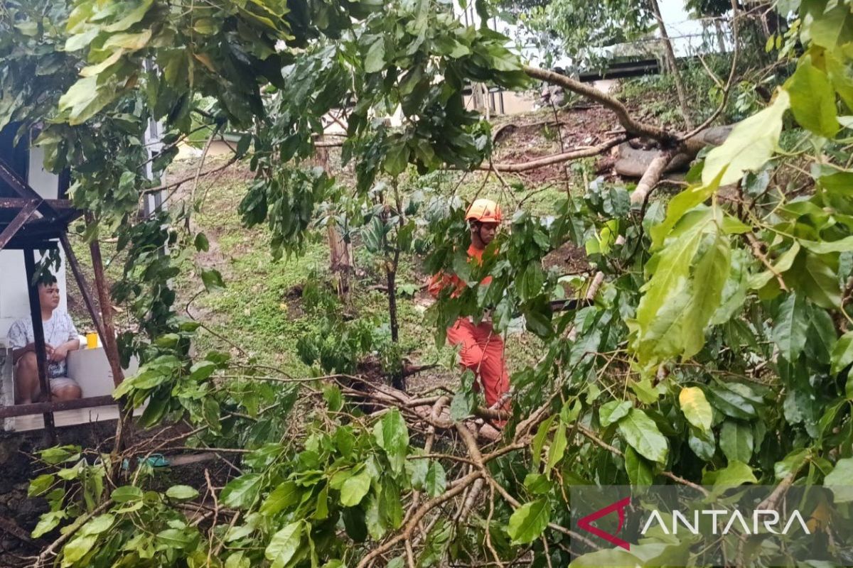 Belasan pohon tumbang dan rumah rusak akibat cuaca ekstrem di Cianjur