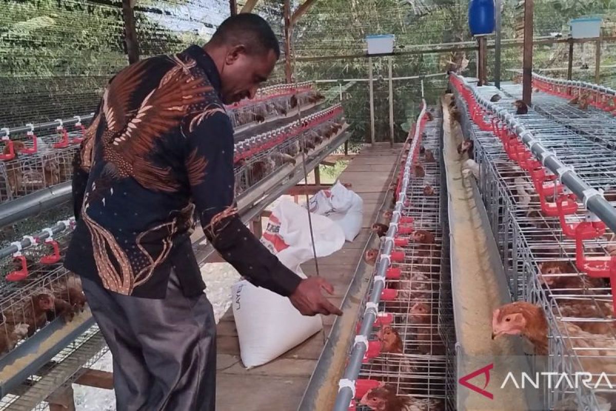 Kota Sorong terima 1.800 ayam petelur dukung Program MBG