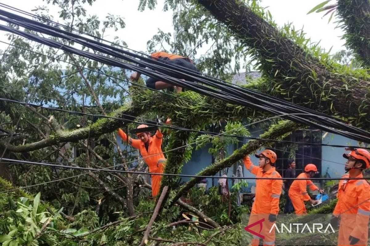 Banjarmasin keluarkan peringatan waspada pohon tumbangĀ