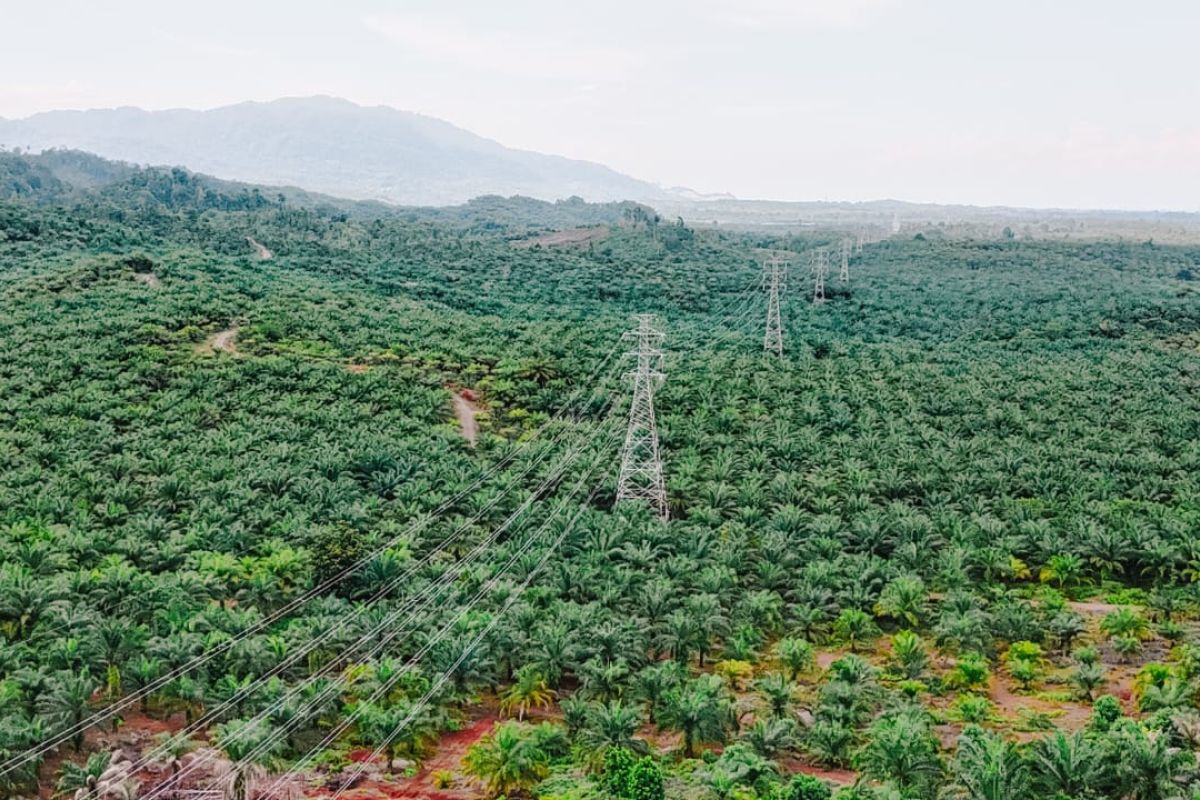 Tingkatkan Keandalan Listrik Sulut dan Gorontalo, PLN Operasikan SUTT Sepanjang 80,59 Kms