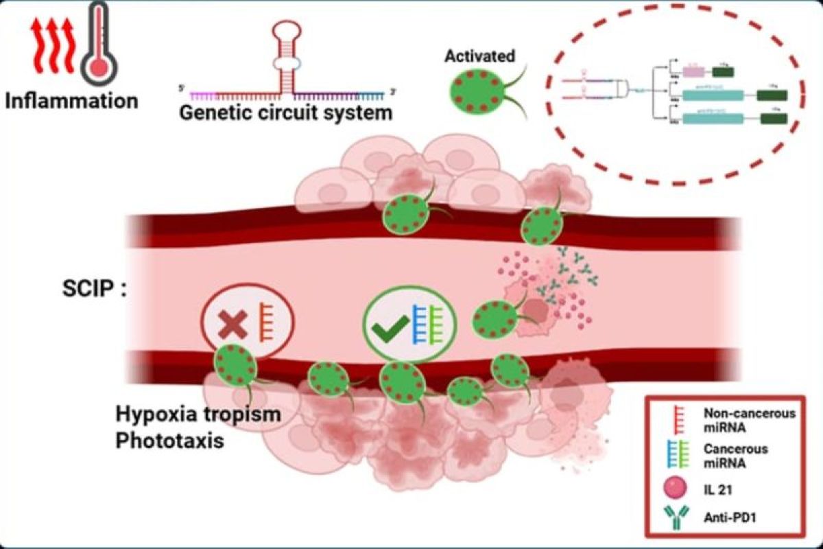 Mahasiswa UB kembangkan riset mikroalga untuk terapi kanker anak