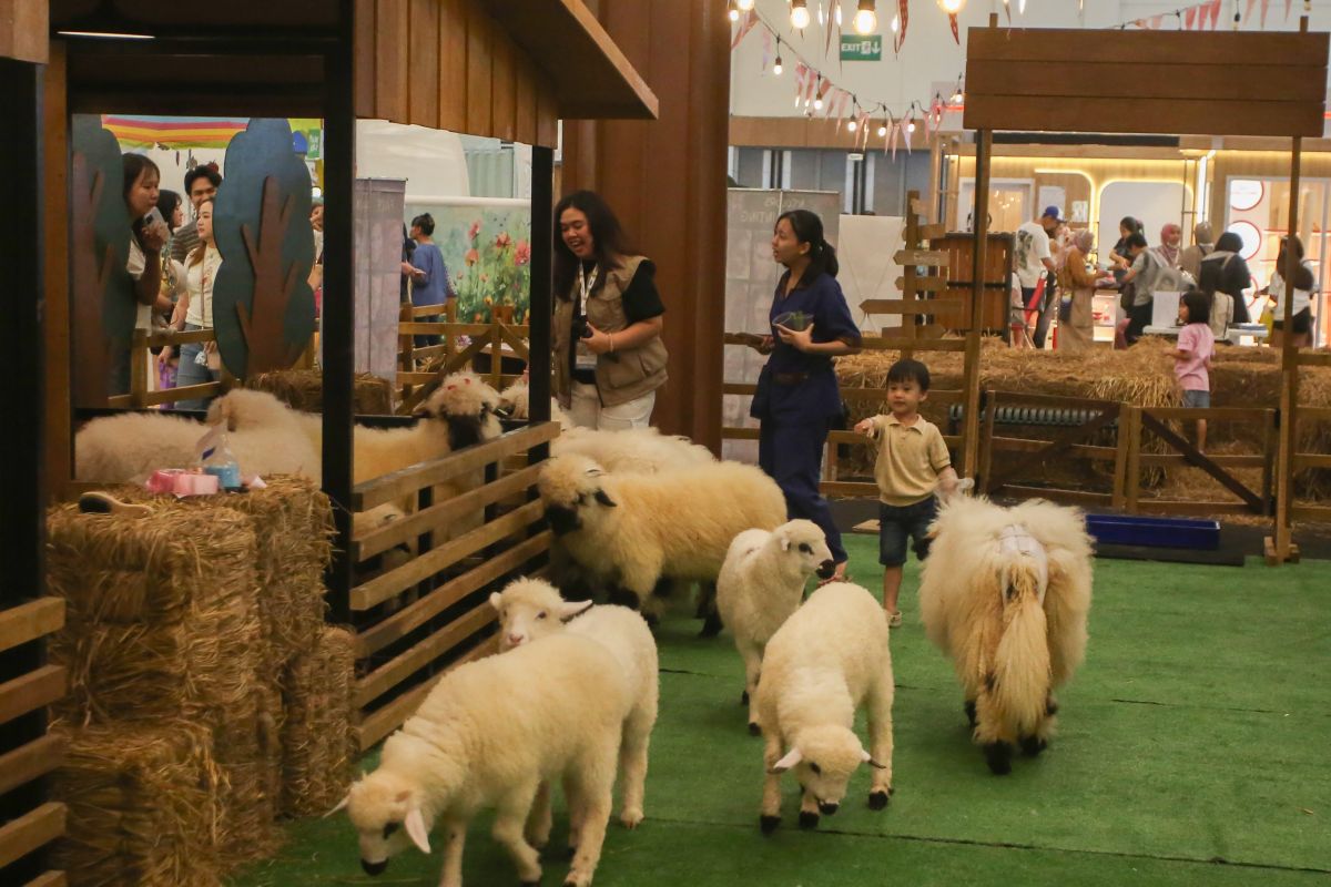 Domba hasil penyuntingan gen pertama di India genap berusia satu tahun