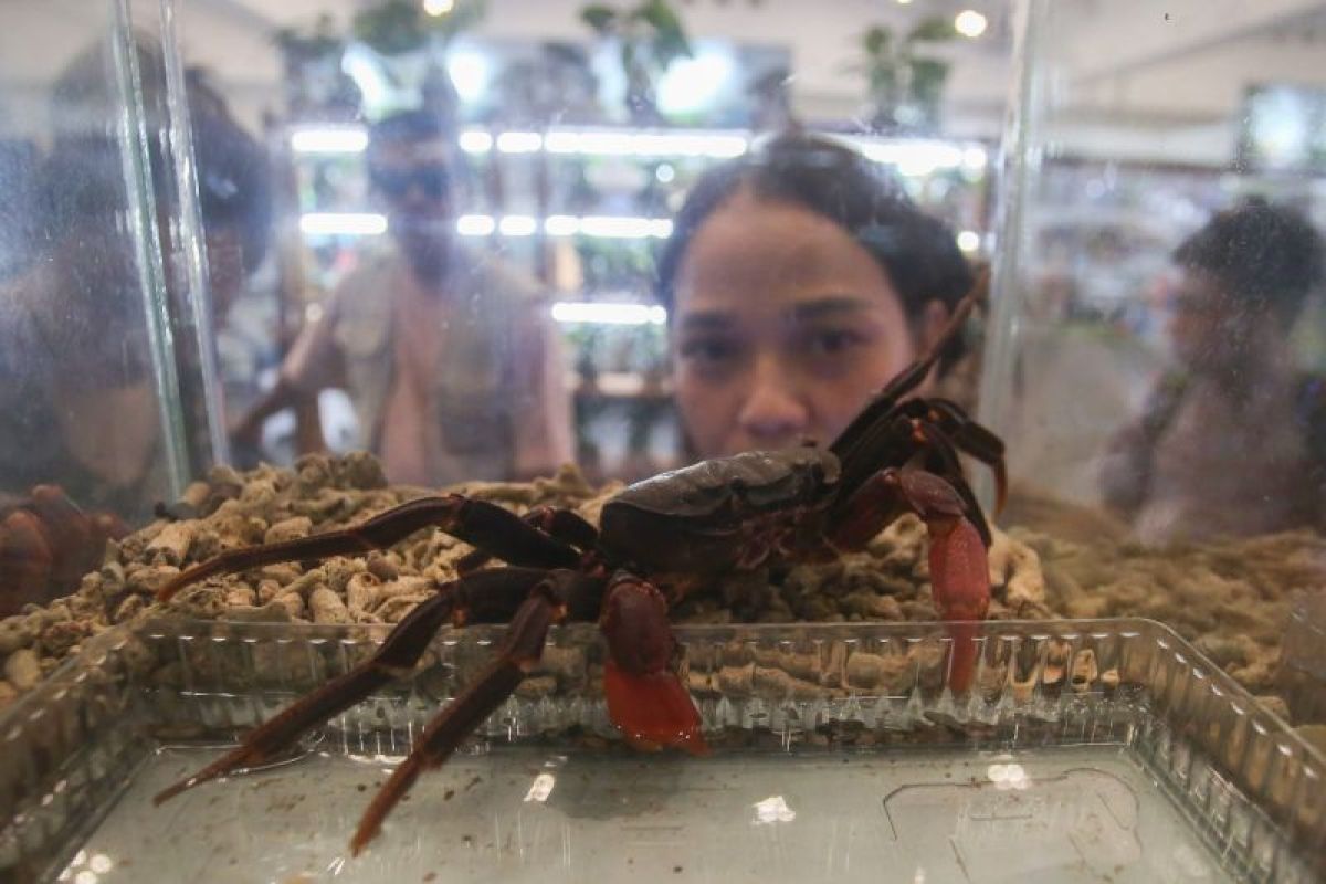Kepiting hingga kambing dipamerkan dalam Indonesia International Pet Expo 2025