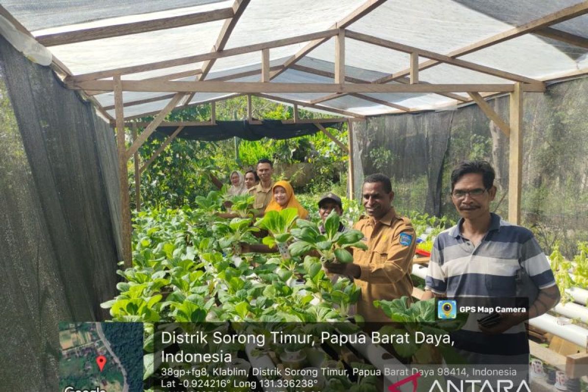 Kota.Sorong kembangkan sistem pertanian hidroponik