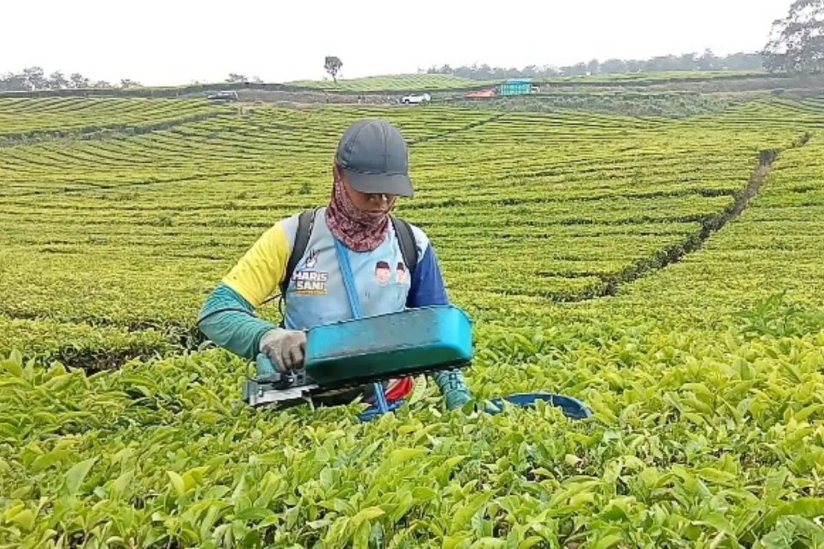 Genap satu abad, teh Kayu Aro masih jadi 'magnet' ekonomi dan pariwisata