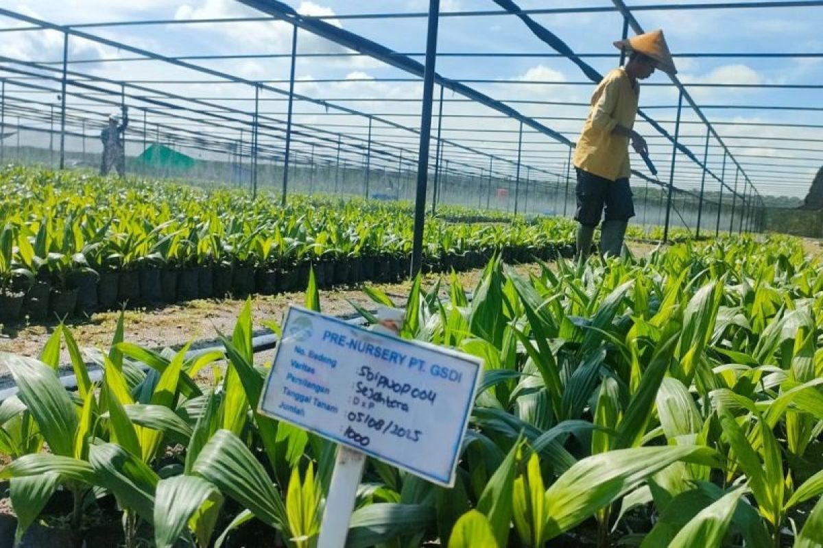 Astra Agro siap tingkatkan produktivitas sawit tanpa perluasan lahan