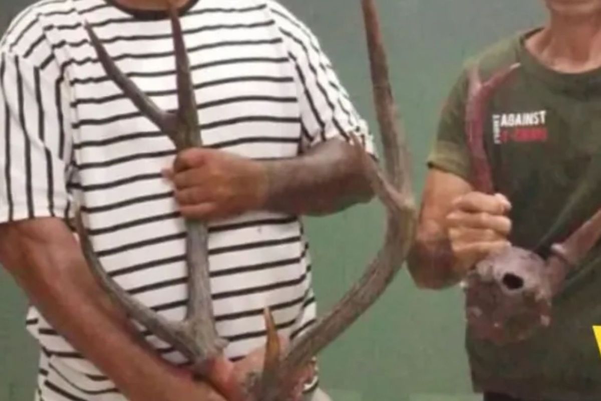 BKSDA Maluku amankan opsetan tanduk rusa dari kapal menuju Jakarta