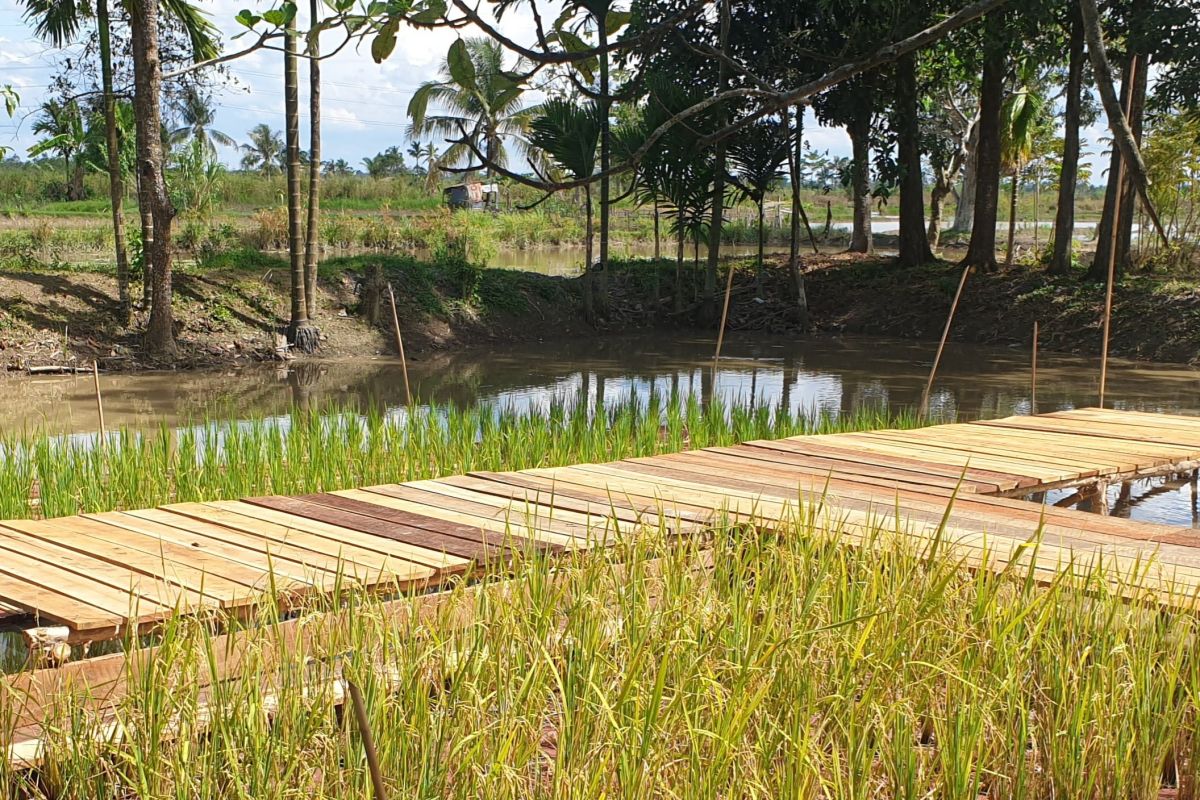 Kabupaten Banyuasin terima bantuan 101 ribu ton benih padi