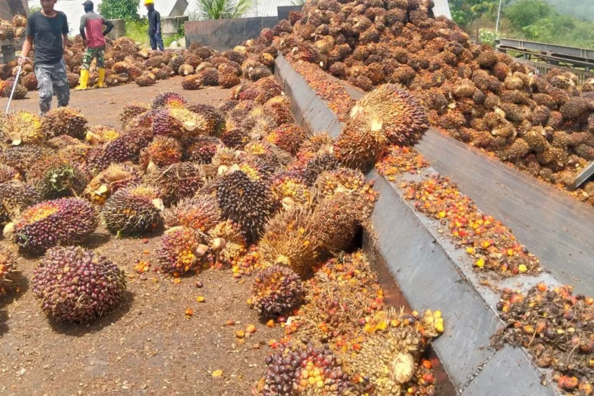 Kemendag: Harga CPO naik tipis dipicu rencana penerapan B50