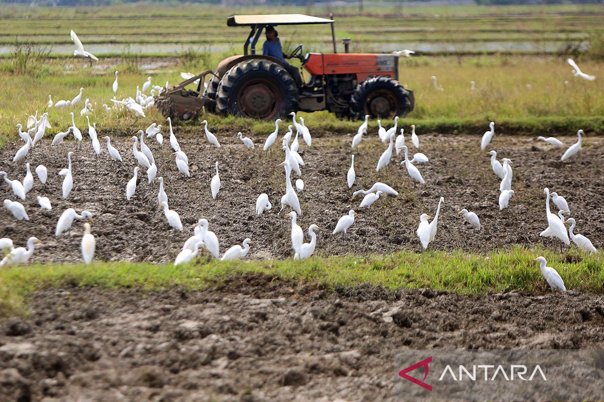 FOTO - Percepat musim tanam padi