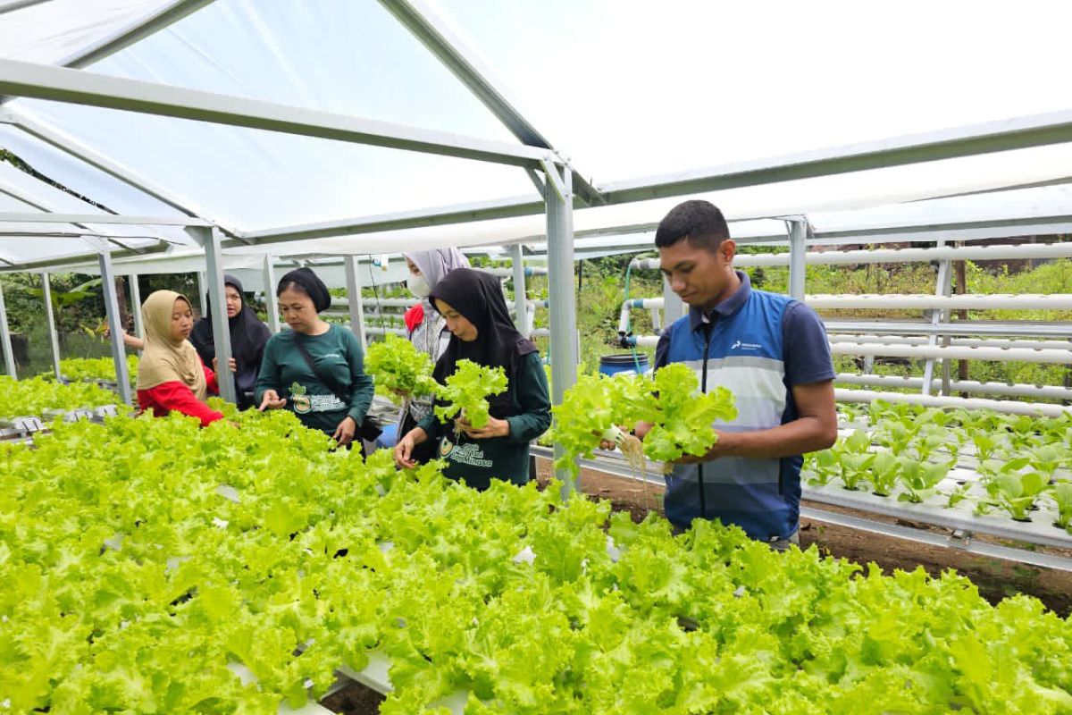 Dukung Ketahanan Pangan, Pertamina Patra Niaga Sulawesi Ajak Kelompok Wanita Tani Memanen Bersama