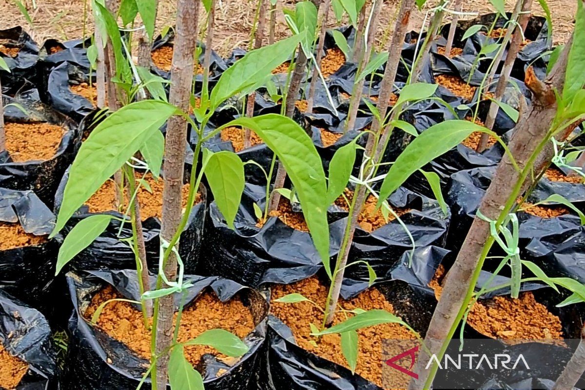 Pemkab Natuna naikkan produksi hortikultura hingga 190 persen