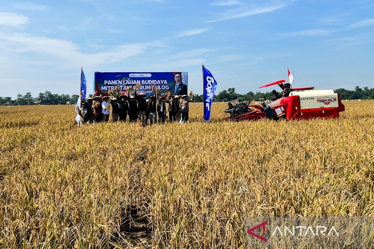 Bulog optimalkan aset dorong produksi padi unggul 7,2 ton/hektare