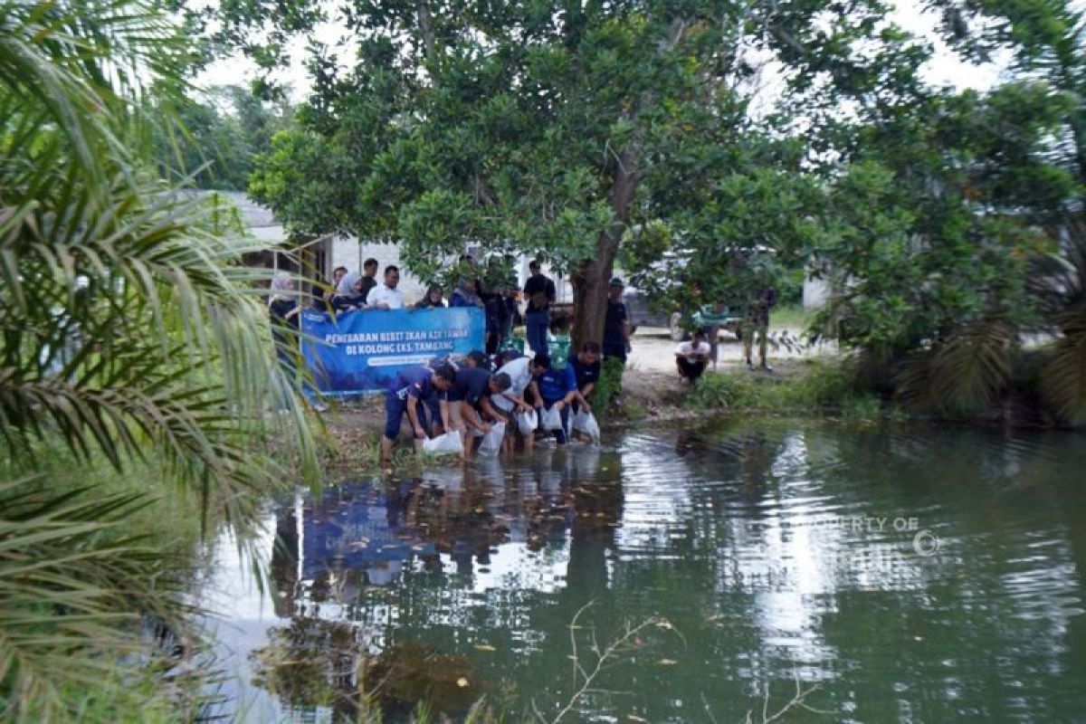 PT Timah tebar ribuan ikan endemik di bekas tambang kawasan pondok pesantren