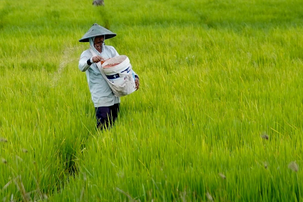 Mentan tegaskan cabut izin dan tidak toleransi kios pupuk melanggar