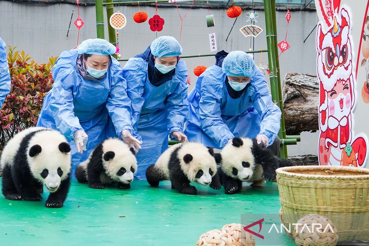 China luncurkan penangkaran panda raksasa baru di Sichuan