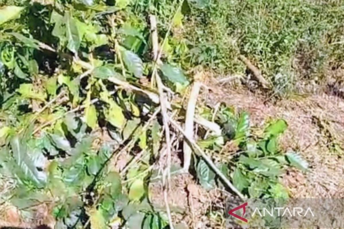 Polres Bondowoso tangani perusakan tanaman kopi seluas 9 hektare